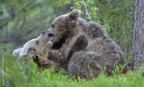 Brown Bear Cubs playfully fighting in the forest. Scientific name: Ursus Arctos Arctos. Natural habitat.