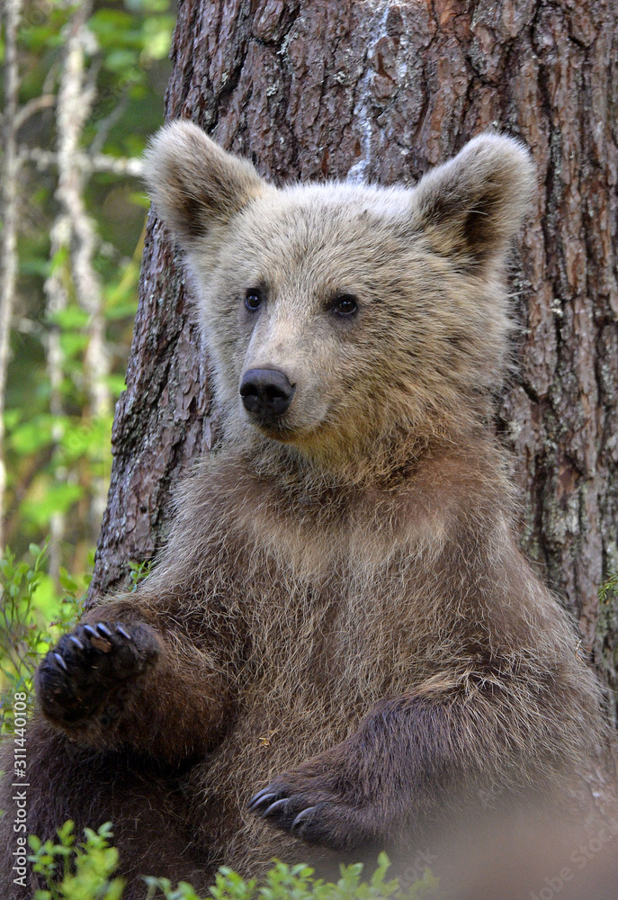 Little bear sits under a pine tree. Cub of Brown Bear in the summer forest. Natural habitat. Scientific name: Ursus arctos.