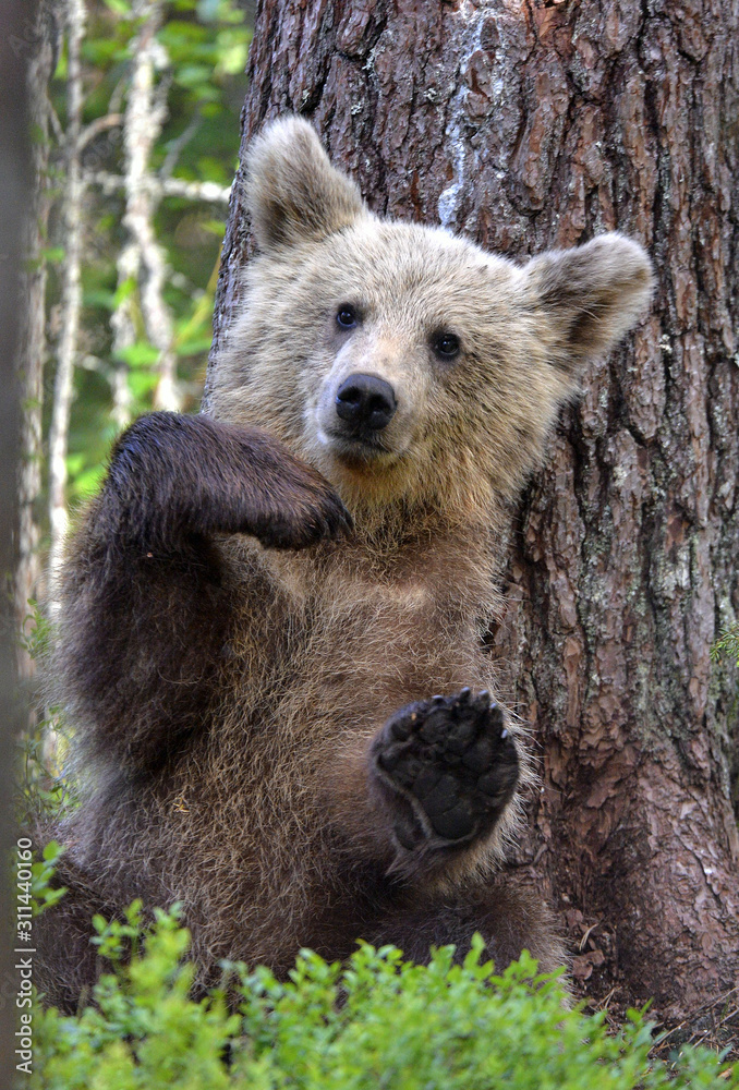 Obraz premium Little bear sits under a pine tree. Cub of Brown Bear in the summer forest. Natural habitat. Scientific name: Ursus arctos.