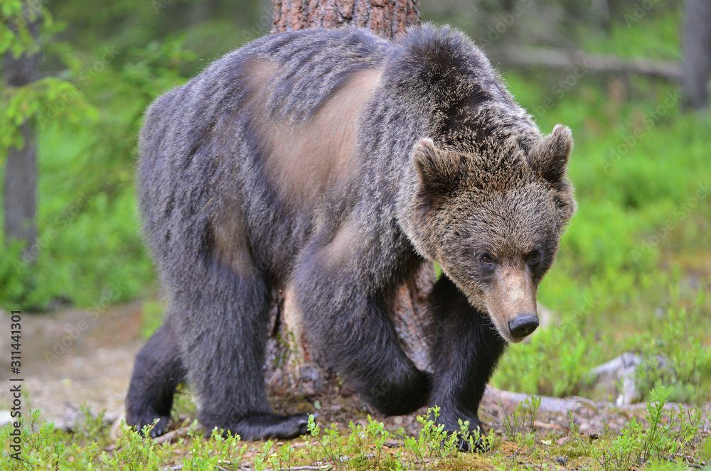 Brown bear in the summer forest. Close up portrait. Scientific name: Ursus arctos. Natural habitat.