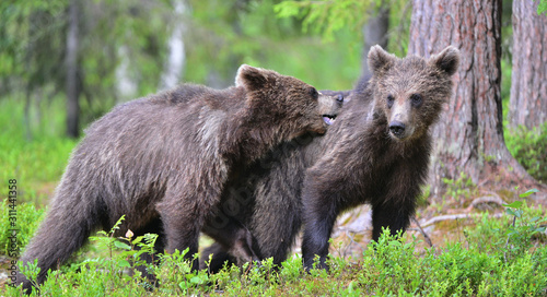 Cubs of Brown Bear in the summer forest.  Natural habitat. Scientific name  Ursus arctos.