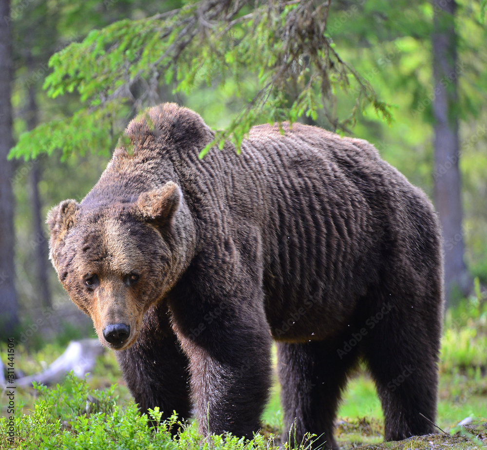 Big Adult Male of Brown bear in the summer forest. Scientific name: Ursus arctos. Natural habitat. Big Adult Male of Brown bear in the summer forest. Scientific name: Ursus arctos. Natural habitat.