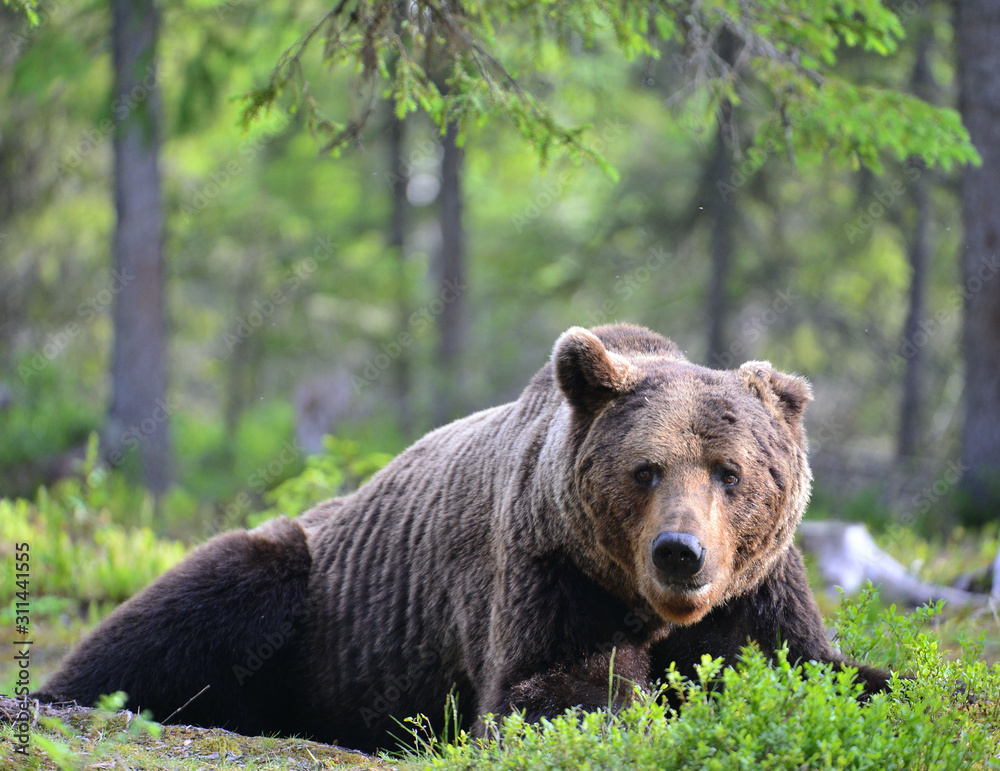 Adult Brown bear lies in the pine forest. Big brown bear male. Close up portrait. Scientific name: Ursus arctos. Natural habitat. Adult Brown bear lies in the pine forest. Big brown bear male. Close up portrait. Scientific name: Ursus arctos. Natural habitat.