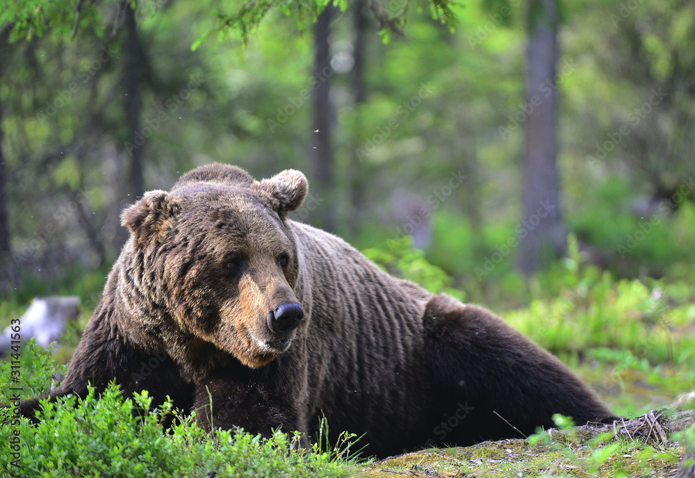 Obraz premium Adult Brown bear lies in the pine forest. Big brown bear male. Close up portrait. Scientific name: Ursus arctos. Natural habitat.