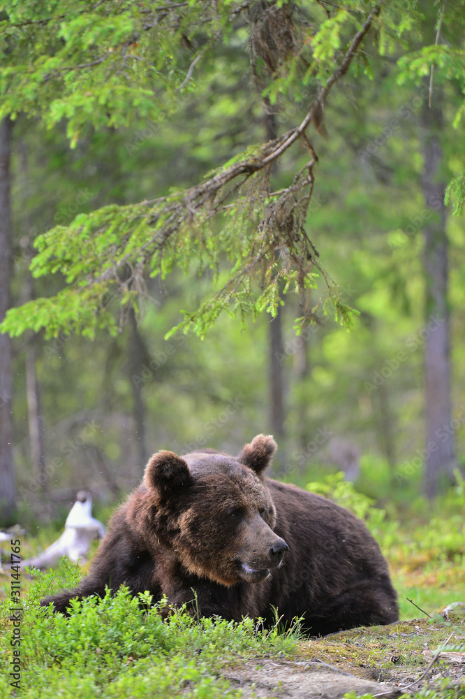 Adult Brown bear lies in the pine forest. Big brown bear male. Close up portrait. Scientific name: Ursus arctos. Natural habitat. Adult Brown bear lies in the pine forest. Big brown bear male. Close up portrait. Scientific name: Ursus arctos. Natural habitat.