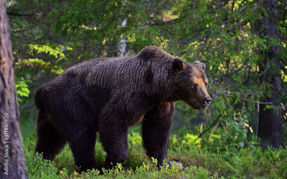 Big Adult Male of Brown bear in the summer forest. Scientific name: Ursus arctos. Natural habitat. Big Adult Male of Brown bear in the summer forest. Scientific name: Ursus arctos. Natural habitat.