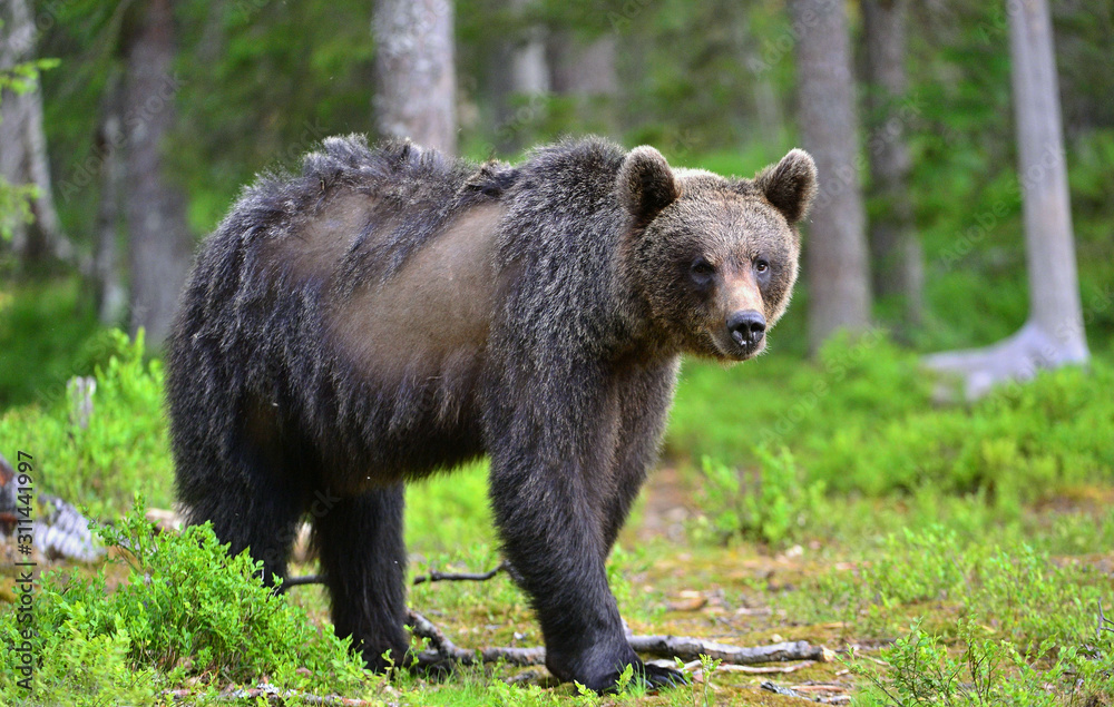 Brown bear in the summer forest. Close up portrait. Scientific name: Ursus arctos. Natural habitat.