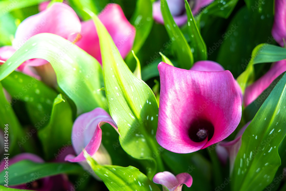 Obraz premium The background image of the colorful flowers