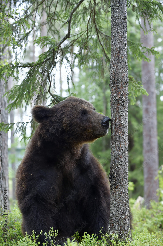 Bear sits and sniffs the tree. Brown bear in summer Bear sits and sniffs the tree. Brown bear in summer