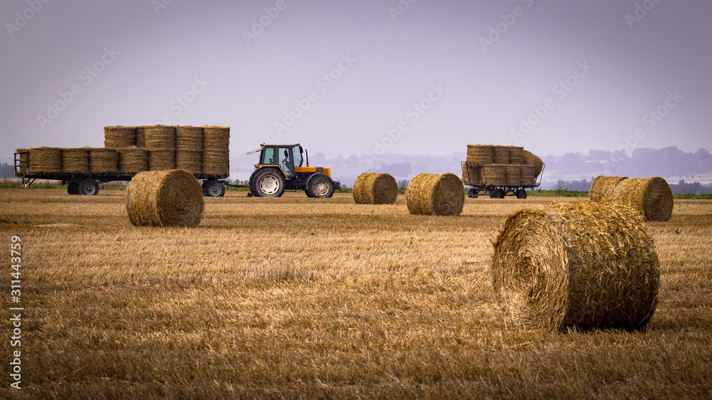 A tractor harvesting wheat with scattered bales of hay
