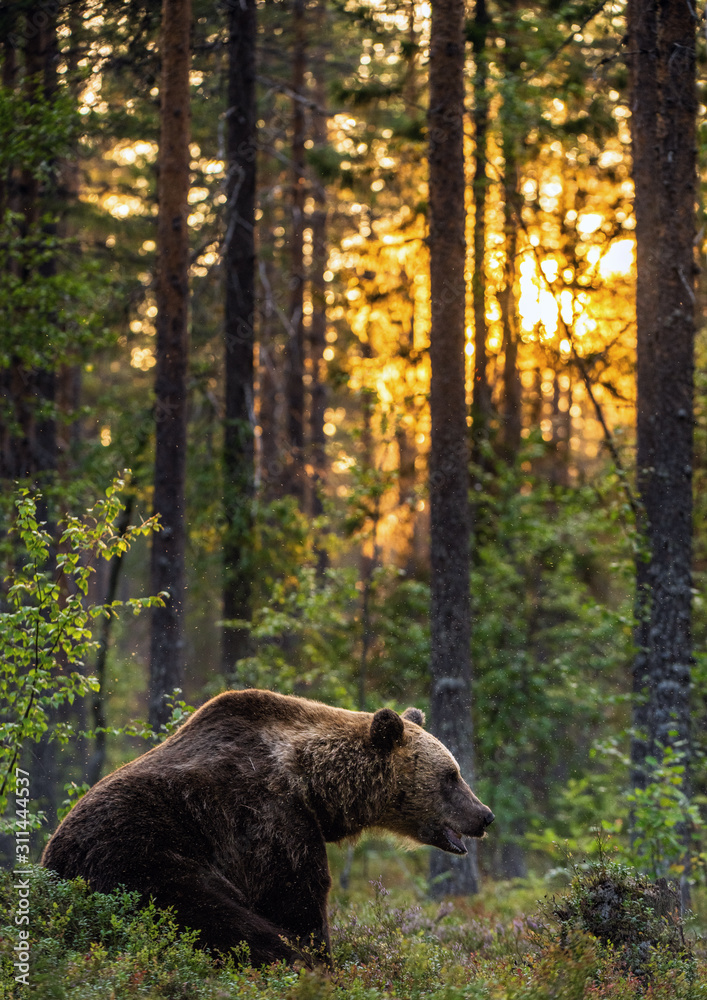 Obraz premium Big brown bear with backlit. Sunset forest in background. Brown bear seat in the summer forest in sunset light. Scientific name: Ursus arctos. Natural habitat.