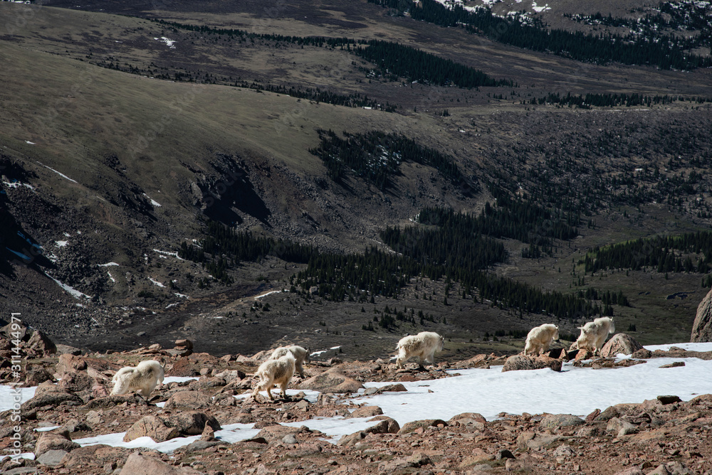 The Mountain Goats of Mt. Evans, Colorado.