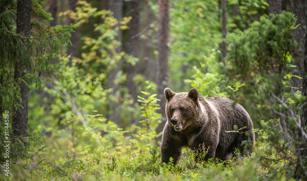 Brown bear in the summer forest. Scientific name: Ursus Arctos Arctos. Brown bear in the summer forest. Scientific name: Ursus Arctos Arctos.
