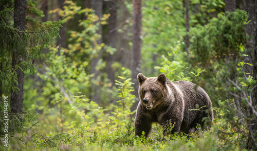 Brown bear in the summer forest. Scientific name: Ursus Arctos Arctos.