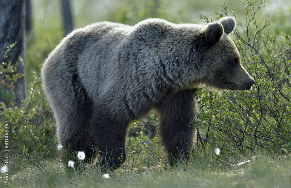 Brown bear on the meadow in the summer forest. Sunset, evening twilight. Scientific name: Ursus Arctos Arctos.