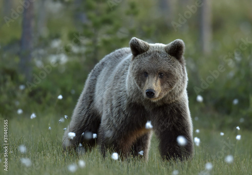 Brown bear on the meadow in the summer forest. Sunset, evening twilight. Scientific name: Ursus Arctos Arctos.