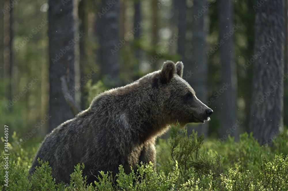 Brown bear in the summer forest. Scientific name: Ursus arctos. Natural habitat. Brown bear in the summer forest. Scientific name: Ursus arctos. Natural habitat.