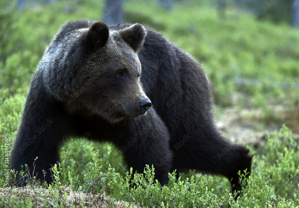 Brown bear in the summer forest. Scientific name: Ursus arctos. Natural habitat. Brown bear in the summer forest. Scientific name: Ursus arctos. Natural habitat.