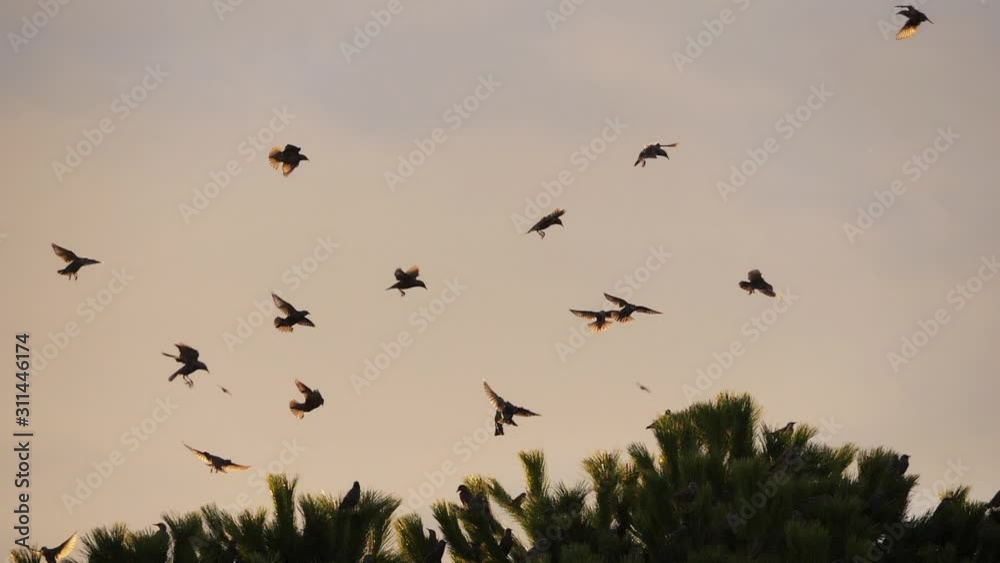 Flock of birds, Starlings (Sturnus vulgaris) surrounding their sleeping tree.