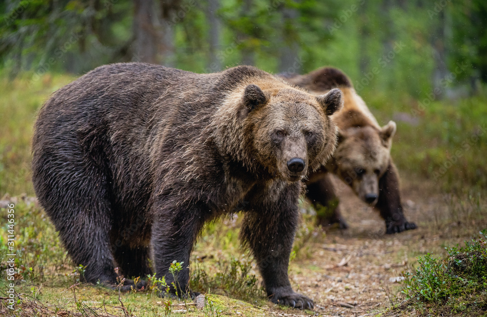 Brown bears in the pine forest. Scientific name: Ursus arctos. Natural habitat. Autumn season.