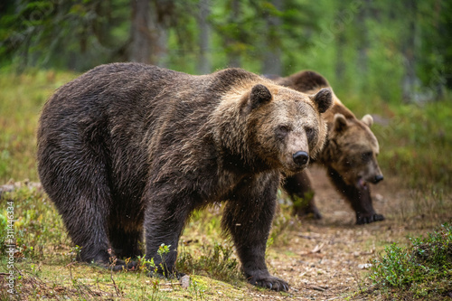 Brown bears in the pine forest. Scientific name: Ursus arctos. Natural habitat. Autumn season.