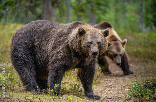 Brown bears in the pine forest. Scientific name: Ursus arctos. Natural habitat. Autumn season.