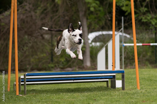 american staffordshire terrier en agility