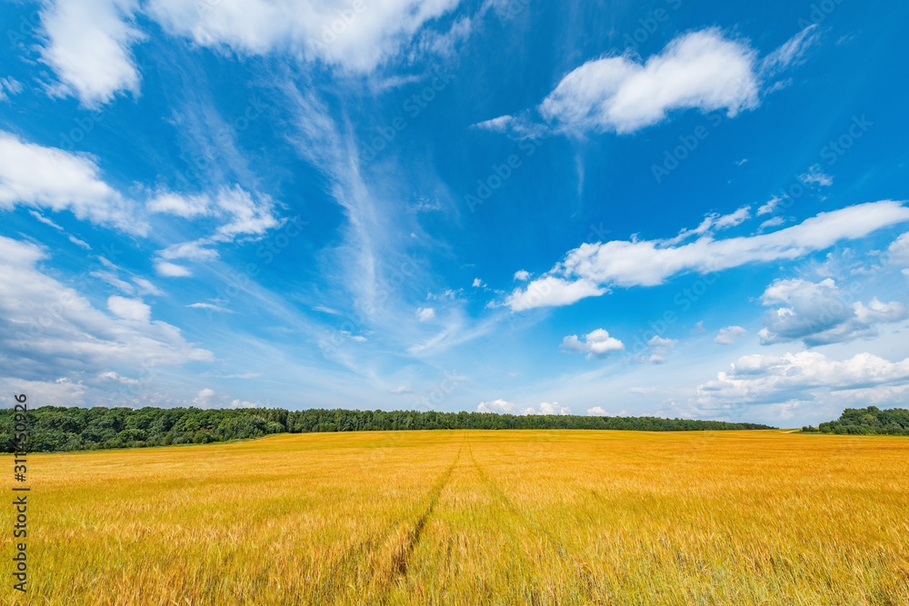 Yellow field with rye under the blue sky at day time.