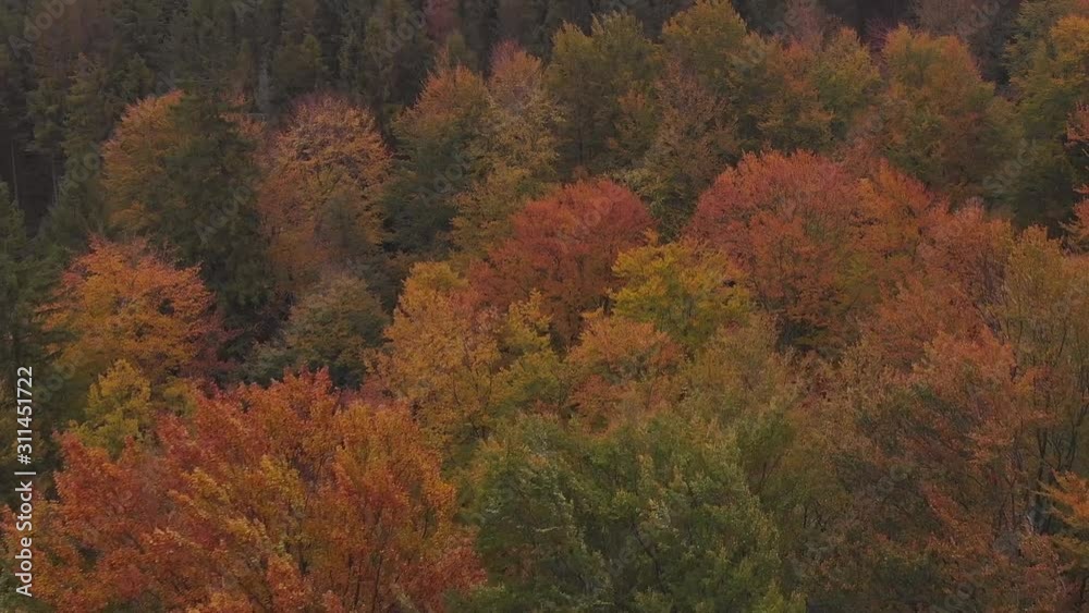 Flying over autumn forest in Carpathian mountains, Borzhava, Ukraine Flying over autumn forest in Carpathian mountains, Borzhava, Ukraine