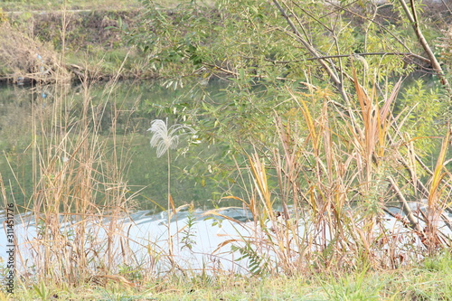 This is a photo of a river and a river bank, taken in early December in early winter.