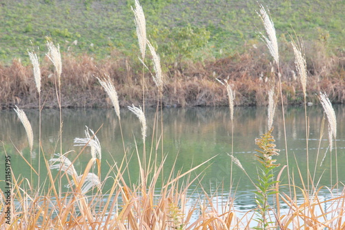 This is a photo of a river and a river bank, taken in early December in early winter.