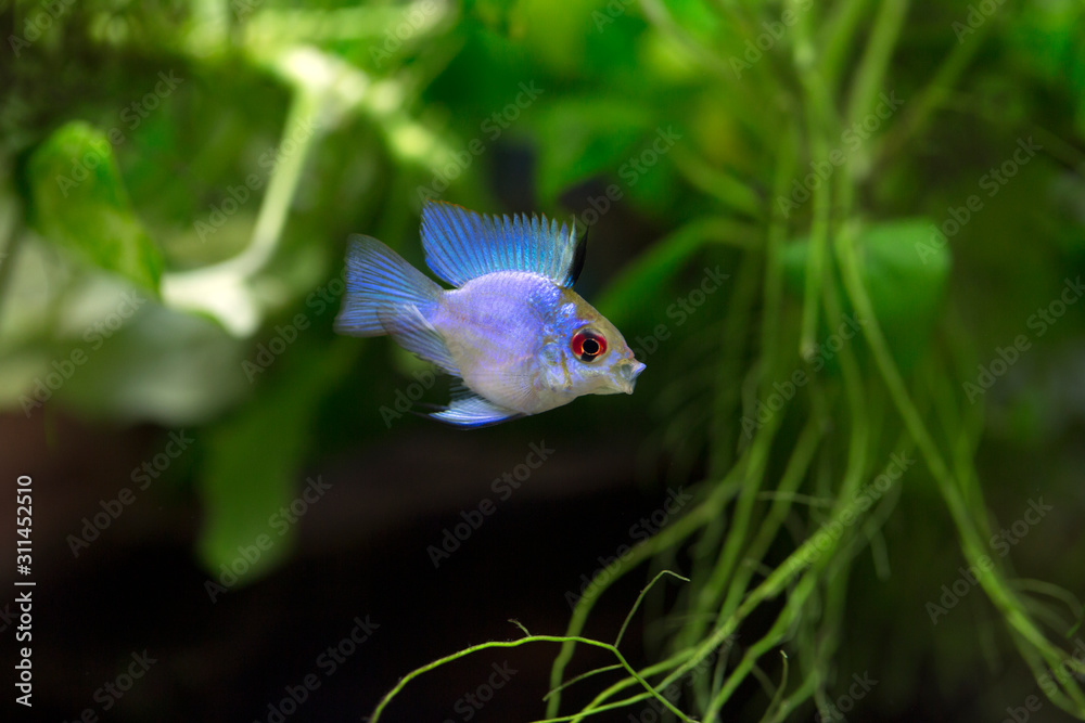 Electric Blue Balloon Ram - Mikrogeophagus ramirezi Stock Photo | Adobe  Stock