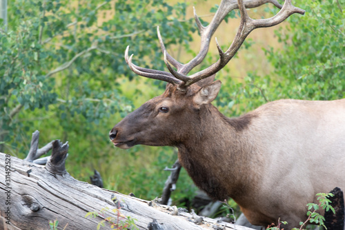 Elk of Yellowstone © Sergey