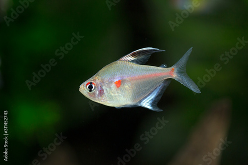 Foto Bleeding heart tetra - Hyphessobrycon erythrostigma