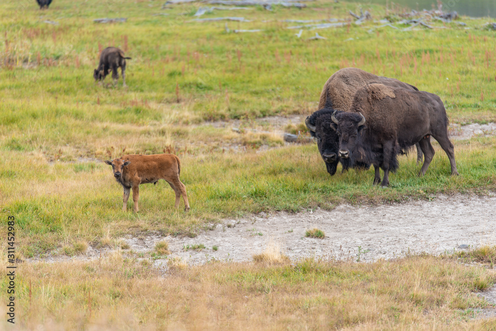 Bisons of Yellowstone