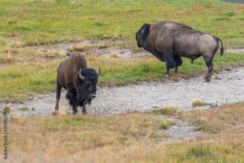 Bisons of Yellowstone