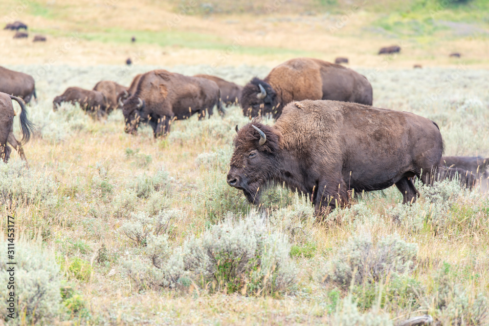 Bisons of Yellowstone