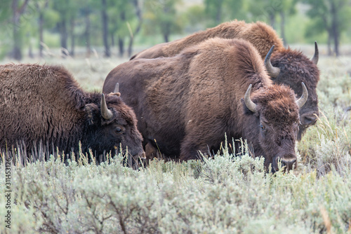 Bisons of Yellowstone © Sergey