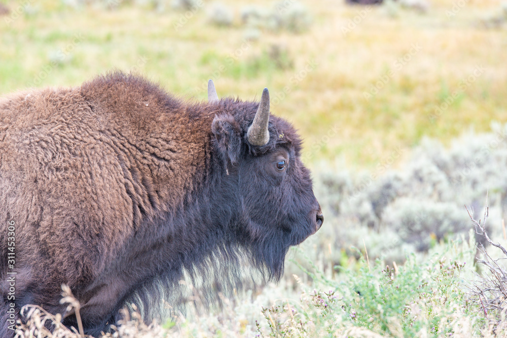 Fototapeta premium Bisons of Yellowstone