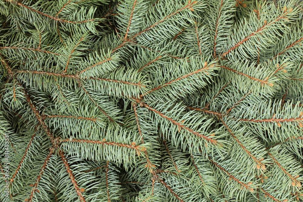 Winter composition - blue spruce tree twigs background Winter composition - blue spruce tree twigs background