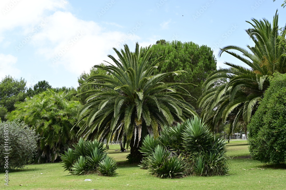 Fototapeta premium In the park