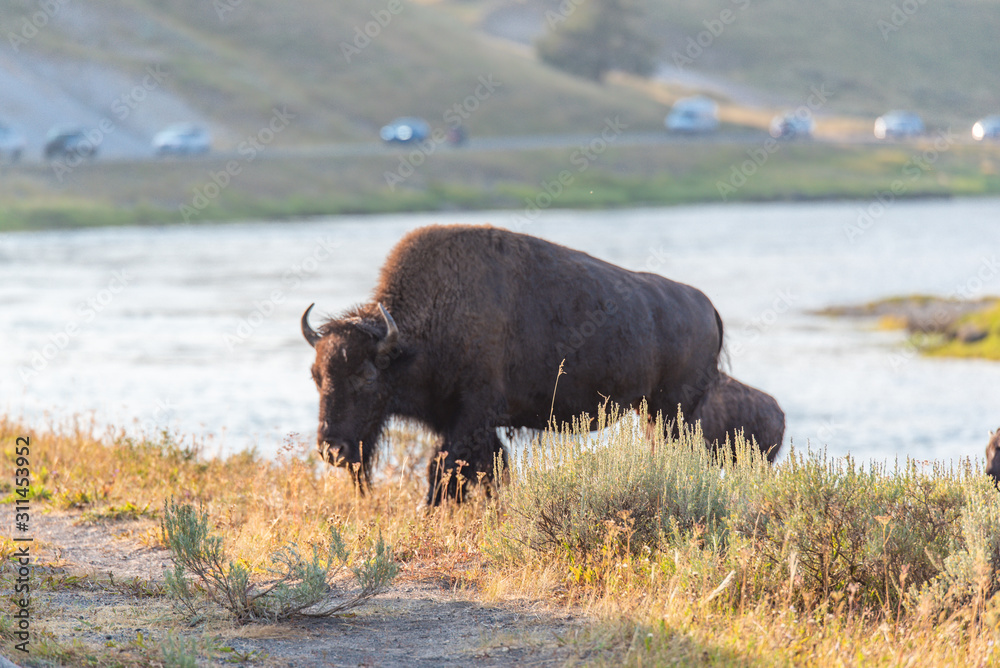 Bisons of Yellowstone Bisons of Yellowstone