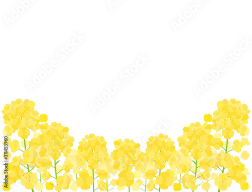 菜の花8