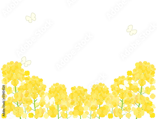 菜の花10