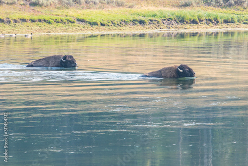 Bisons of Yellowstone