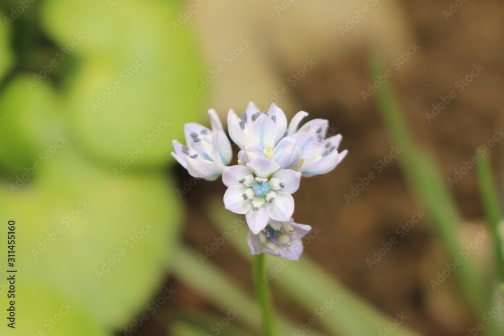 Lilac-blue Lilac-blue