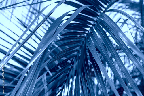 Classic Blue abstract background. Color of the year 2020. Texture made of palm leaves against blue sky. Nature dynamic backdrop for your design. Big blue palm leaf.
