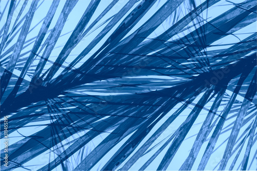 Classic Blue abstract background. Color of the year 2020. Texture made of palm leaves against blue sky. Nature dynamic backdrop for your design. Big blue palm leaf.