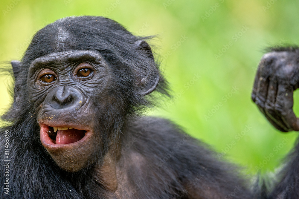 Fototapeta Zakończenie w górę portreta Bonobo na zielonym naturalnym tle (Pan Paniscus). Demokratyczna Republika Konga. Afryka
