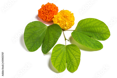 Indian Festival Dussehra, showing golden leaf (Piliostigma racemosum) and marigold flowers on white background. Piliostigma racemosum. Greeting card. photo